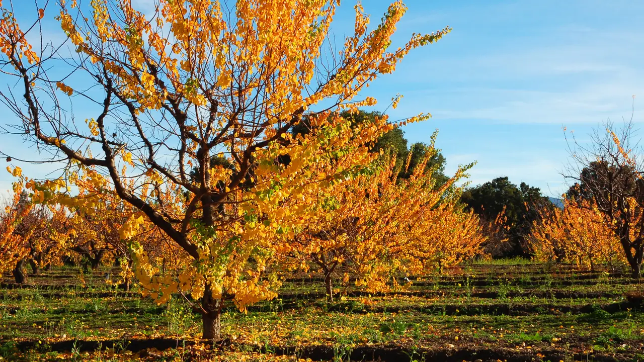 Orchard in late afternoon sunlight; Saratoga, California - Image.