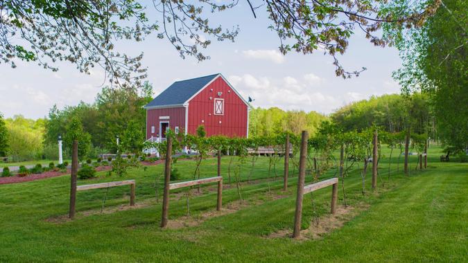 Local vineyard with fresh grapes growing on vines in rows.