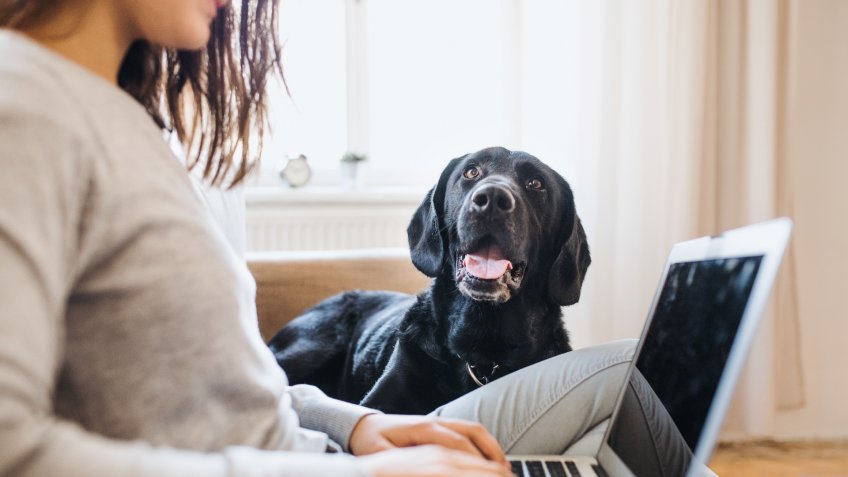 A midsection of unrecognizable teenage girl with a dog sitting on a sofa indoors, working on a laptop.