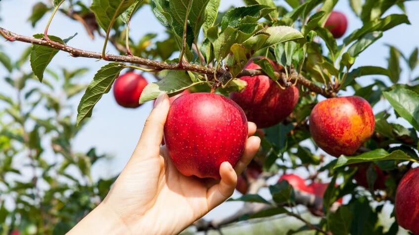 picking apples