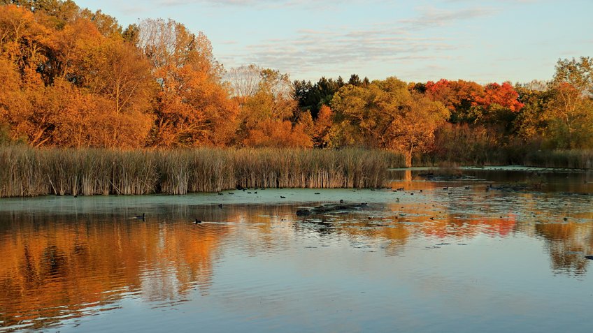 Autumn Colors on Medicine Lake in Plymouth, Minnesota - Image.