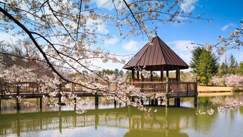 Boardwalk and gazebo at Meadowlark Regional Park in Vienna, Virginia when cherry trees are in spring bloom.