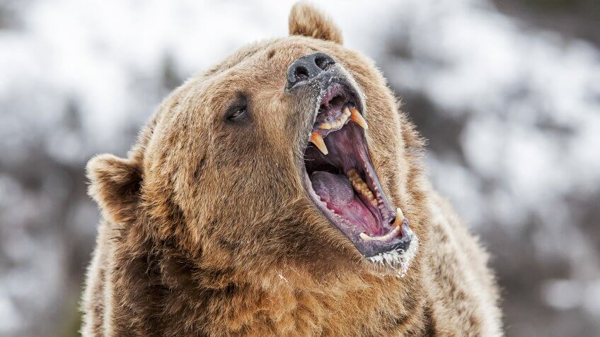 bear roaring in wilderness
