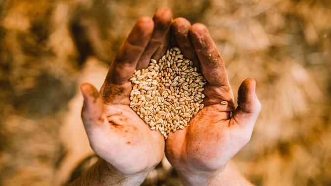 A handful of wheat berries in the hands of an agricultural worker, showing off the fruits of a hard days work.