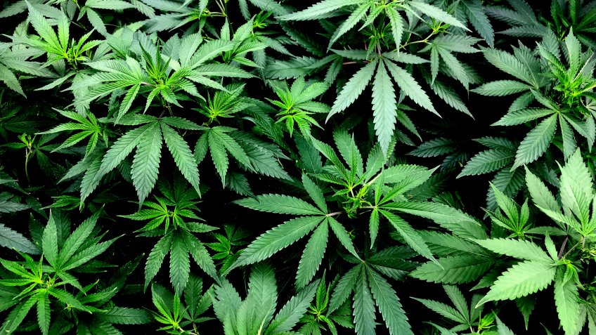 This is aclose up photo of a group of marijuana plants being grown in a greenhouse.