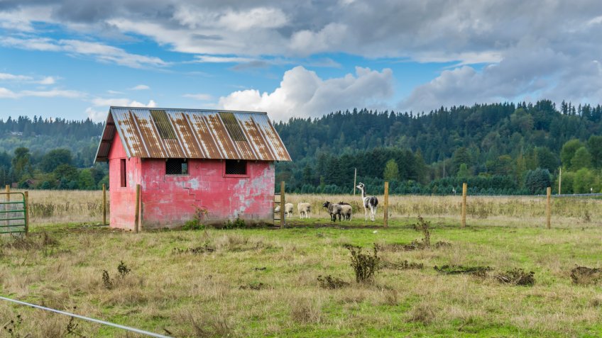 A view of a red shed and farm animals in Auburn, Washington.