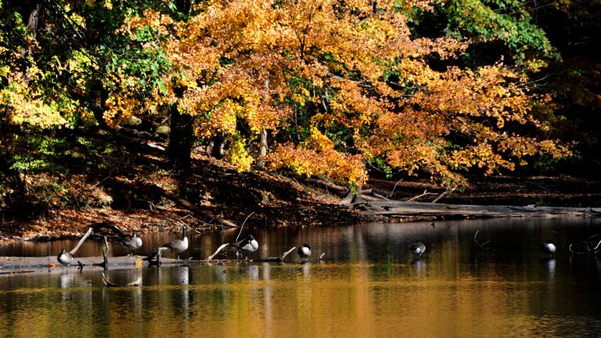 Log, on Poplar Tree Lake, serves as resting place for a flock of Canadian Geese in Meeman Shelby Forest State Park outside of Memphis, Tennessee.