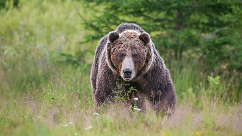 Massive aggressive male brown bear, ursus arctos, front view on summer meadow and forest in background.