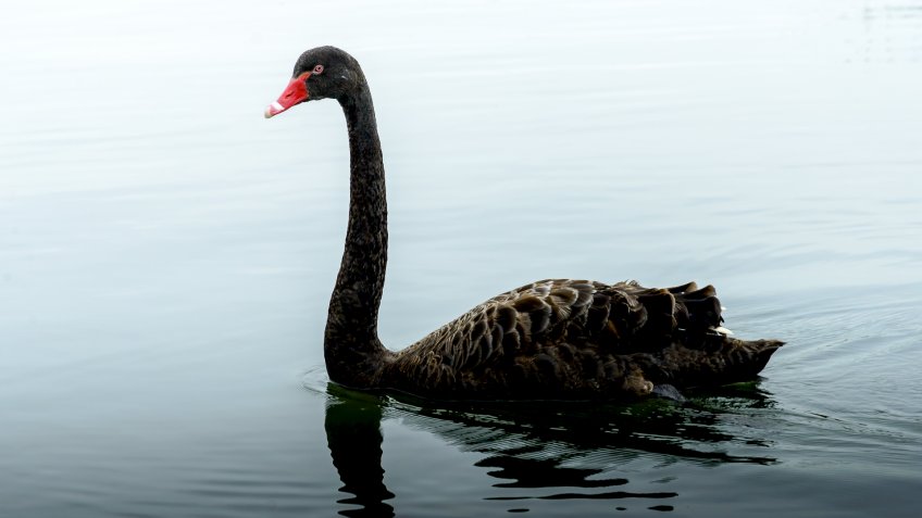 black swan in lake