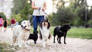 Best 7 Apps For Dog Walkers 2022 GOBankingRates