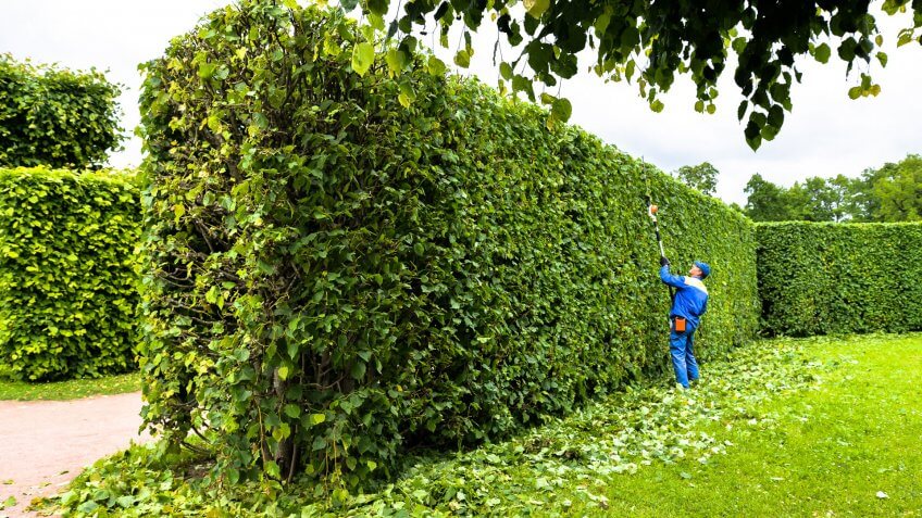 man trimming hedge garden
