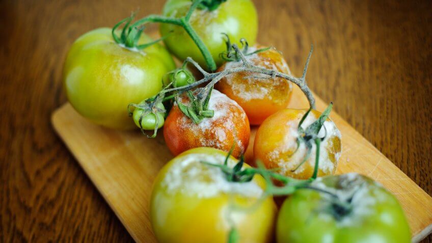 Green tomatoe with Gray Mold disease (Botrytis cinerea) and Phytophtora infestans.