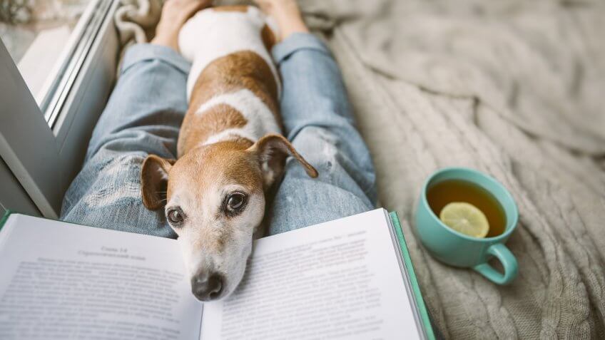 Reading at home with pet Jack Russell terrier.