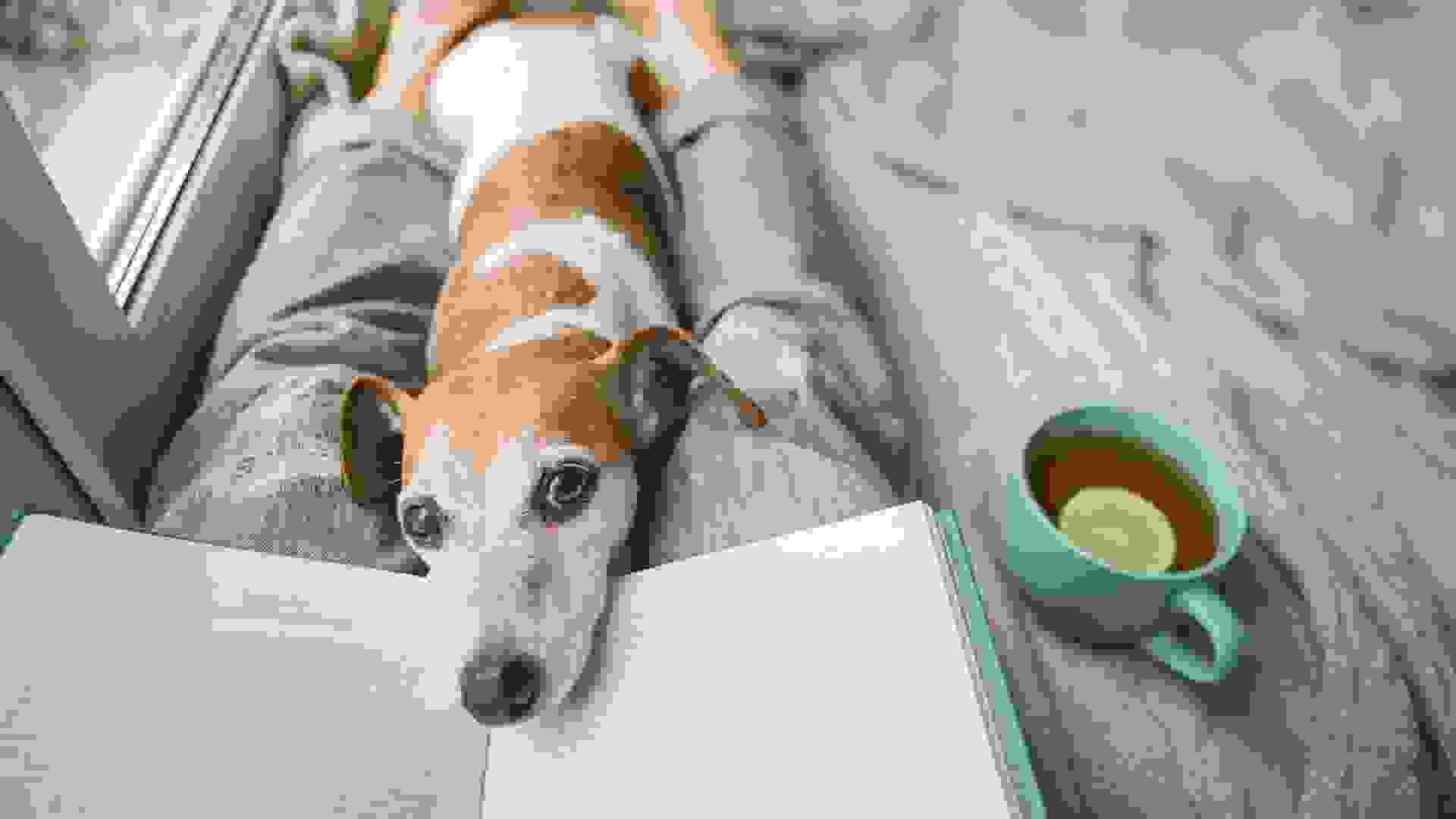 Reading at home with pet Jack Russell terrier.