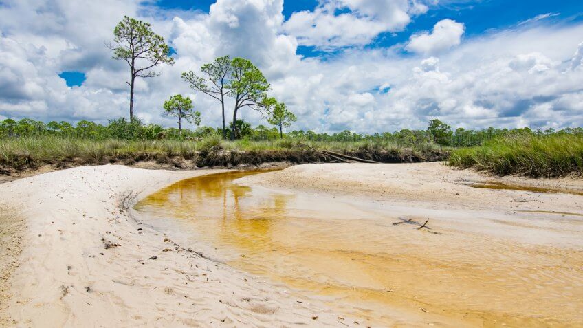 A clear creek with a sandy bottom winds through a tidal wetland in northern Florida.
