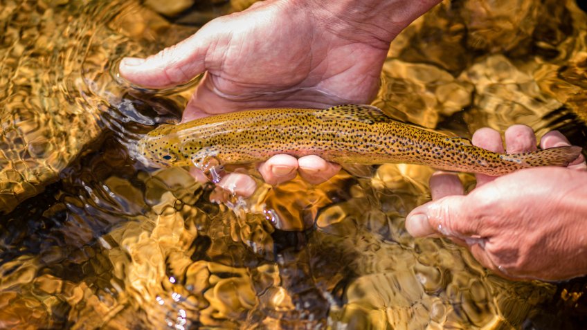 Close up of a wild brwon trout caught and released in the mountain stream in Northern Idaho.