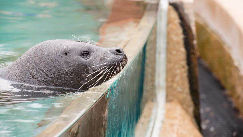 A young harbor seal.