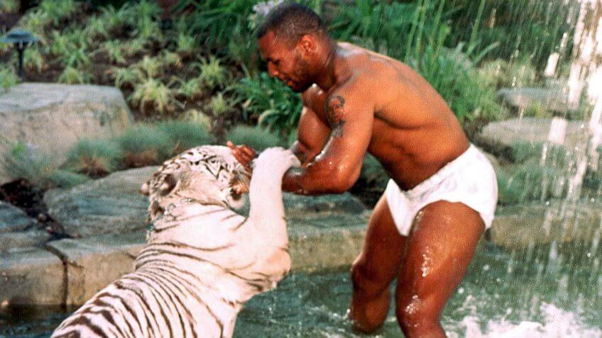 MIKE TYSON PLAYING WITH PET TIGERMIKE TYSON PLAYING WITH PET TIGER, LOS ANGELES, AMERICA - 1996.