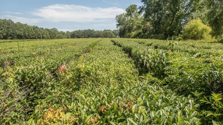 Tea plantation in South Carolina.