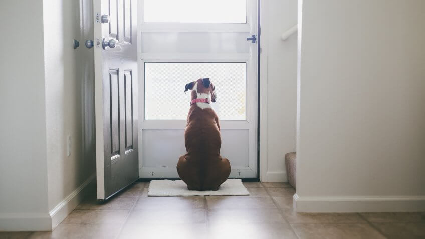 dog at door