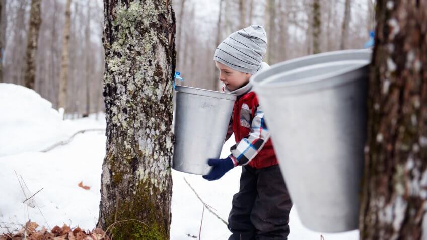 Maple Syrup industry time with little boy looking maple water in the bucketPhoto showing little girl looking maple water in the bucket for demonstration of the Local canadian industry of maple syrup in Quebec Canada.
