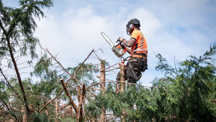 Tree surgeon hanging from ropes in the crown of a tree using a chainsaw to cut branches down.