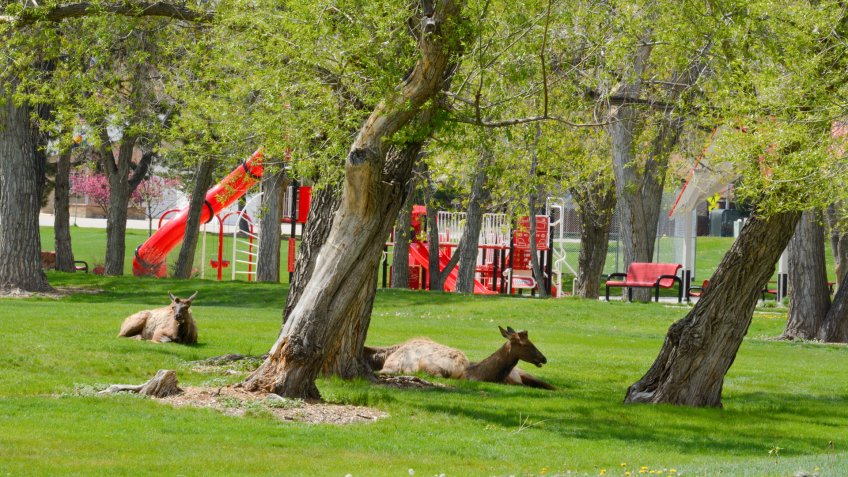 Wildlife elk resting in suburban Colorado at Arvada Volunteer Fire Fighters Park in Arvada Colorado.