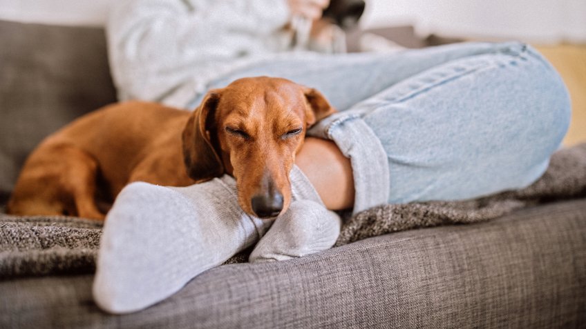 Cute Dachshund Dog Sleeping By Feet Of his Female Owner in Living Room.