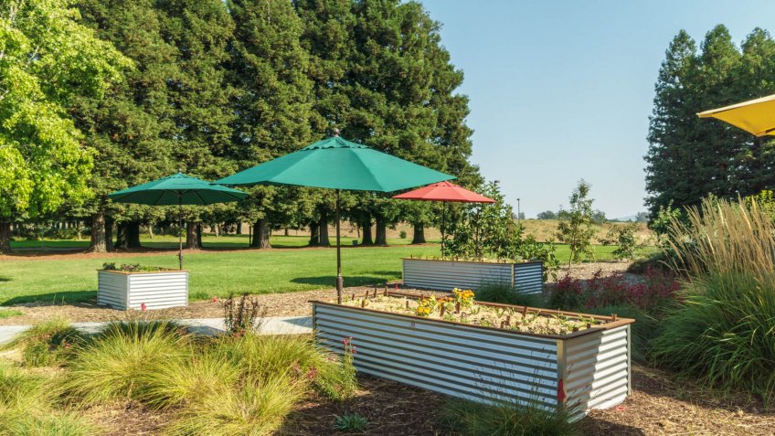 Rohnert Park, California/ United States - 2018-09-03 : Raised Planter Beds for a Farm to Table Restaurant.