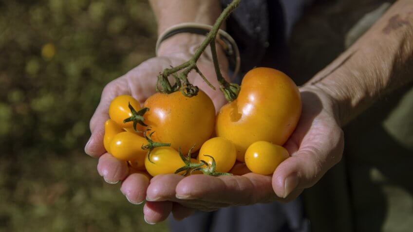 Yellow Tomatoes from the garden.