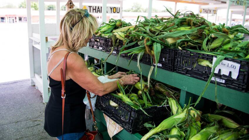 Fresh Nebraska corn just picked at a farmers market being inspected by a women July 14th 2018 in Omaha Nebraska USA.