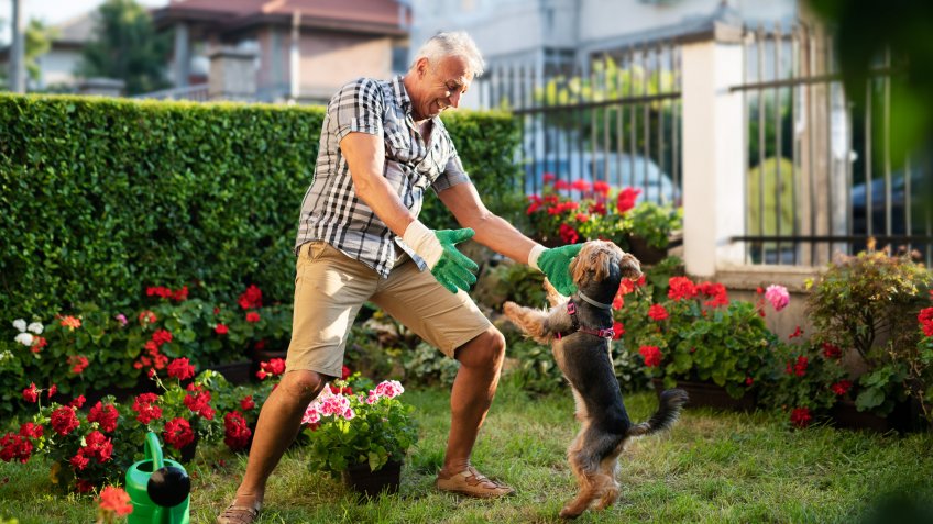 Senior adult working in front yard garden and playing with his dog.