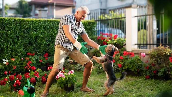 Senior adult working in front yard garden and playing with his dog.