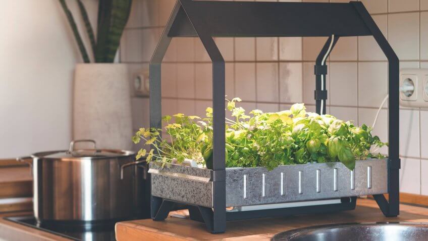 aerogarden in kitchen