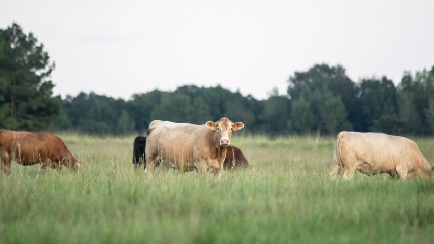 Simmental crossbred cow looking at the camera in the middle surrounded by other crossbred brood cows in a southern pasture with blank area above for copy.
