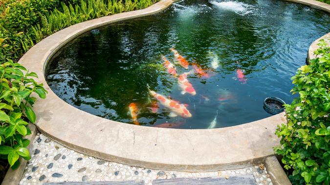 fish pond-shutterstock_446848141 fish pond
