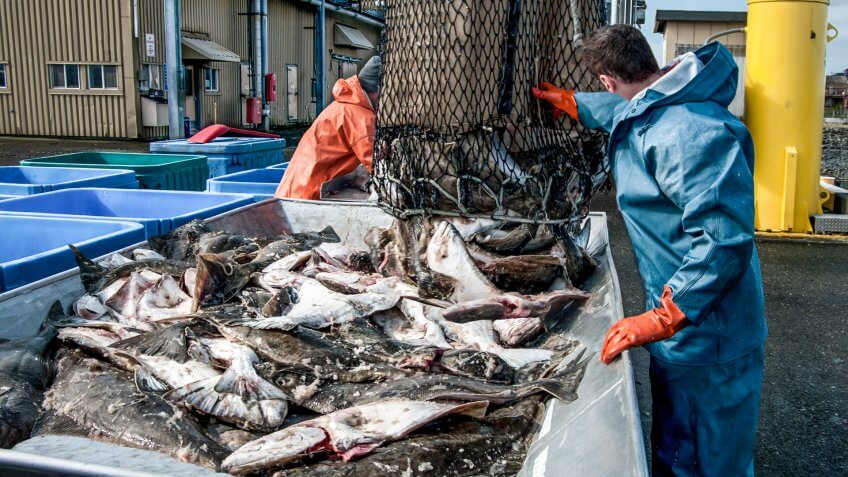 Unloading Fish: Fresh caught halibut drop from the bottom of a transport basket after being hoisted by crane from a fishing boat at a dock in Alaska.