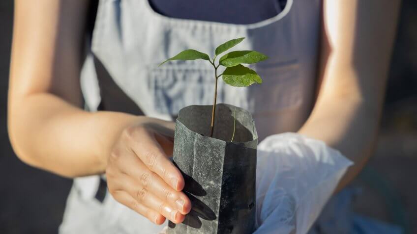 plant in a bag