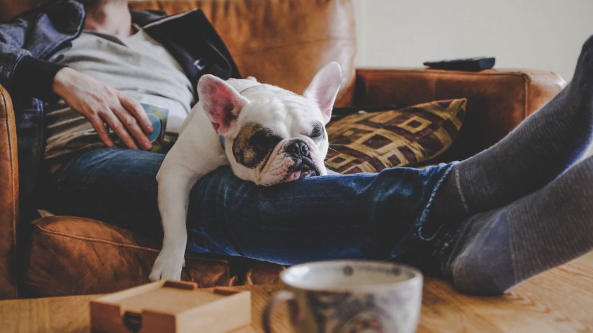 Frenchie puppy sleeping on man's laps.