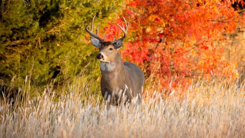 Powerful Male Whitetail Buck Searches For Female Deer During Fall Rutting Season In Kansas.