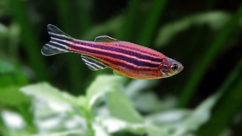 zebrafish