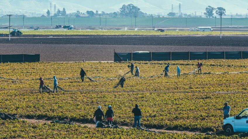 Monterey, California, USA - October 26, 2017: Bussed in migrant workers tending the strawberry fields near Monterey, California.