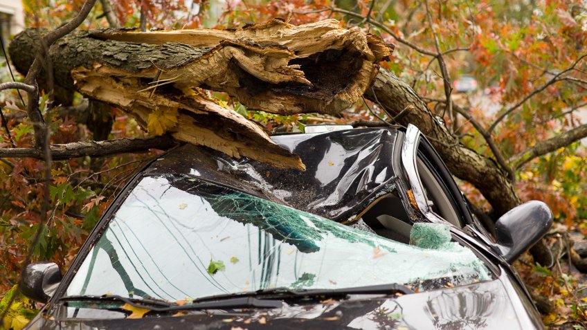 car damage by fallen tree
