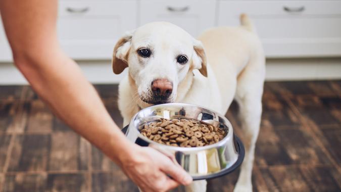 Dog waiting for feeding Domestic life with pet.