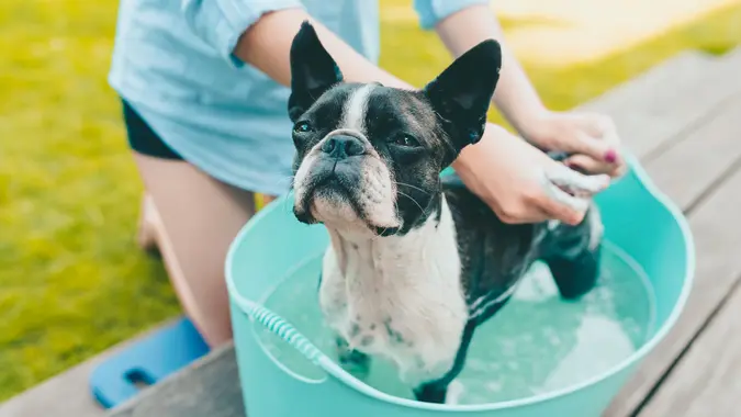 woman DIY cleaning her pet boston terrier dog