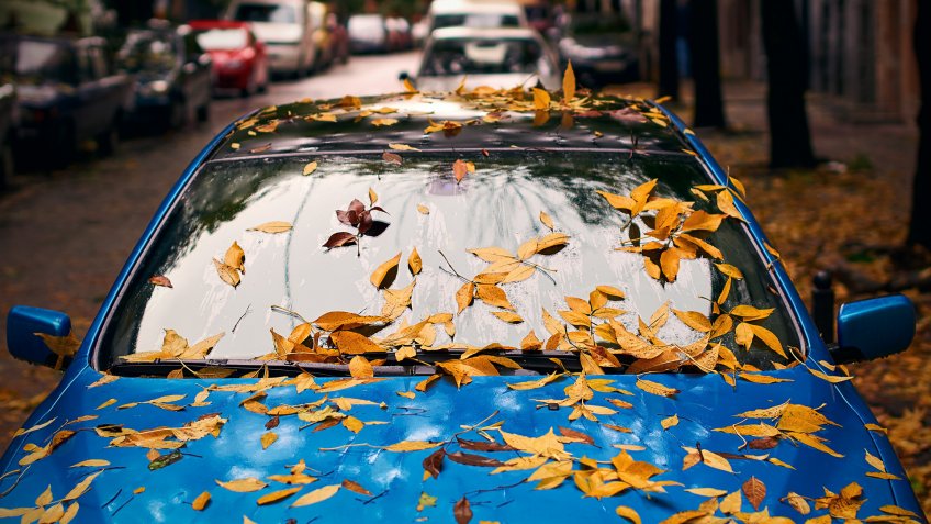 Yellow autumn leaves on a blue car.