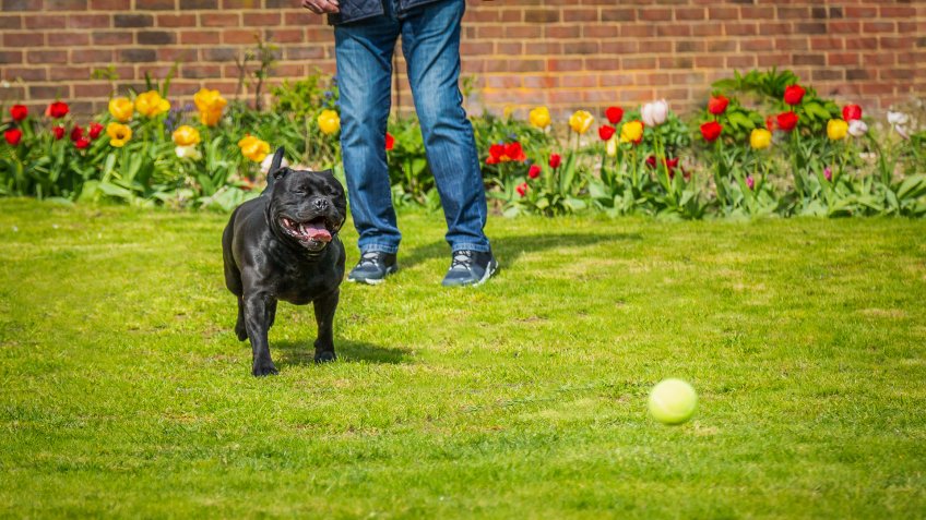 Black Staffordshire bull terrier dog running chasing after a tennis ball thrown by a man, on grass in a garden or back yard with tulips and a brick wall.