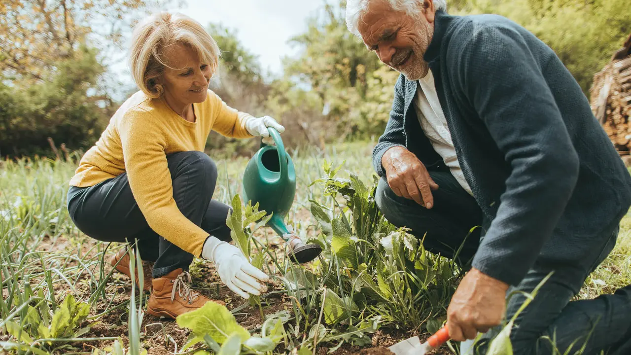 Photo of a senior couple spending their retirement days, gardening in their vegetable garden on a beautiful sunny day.