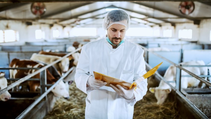 Serious caucasian veterinarian in protective clothes standing in barn and looking at documents.