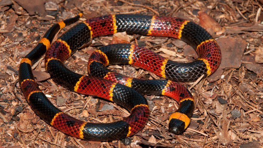 Coral Snake Venom